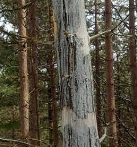 WITWIT_march20.jpg thumbnail