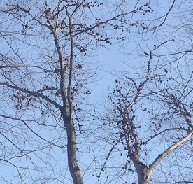 witwit_march_16.jpg thumbnail