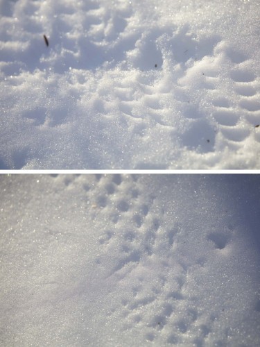 Snow mystery Image