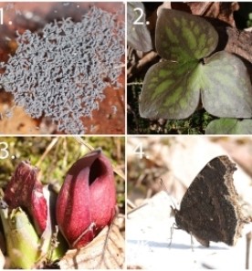 Puzzling Spring thumbnail