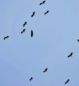 Mystery Birds thumbnail