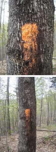 What in the Woods is That? Image