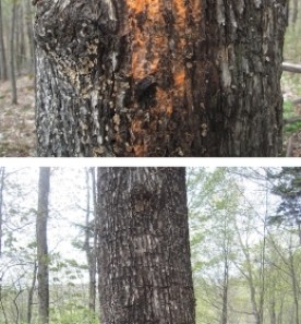 What in the Woods is That? thumbnail