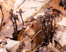 Mystery photo thumbnail