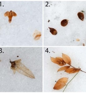 Whose seeds are these thumbnail