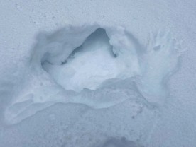 Mystery snow thumbnail