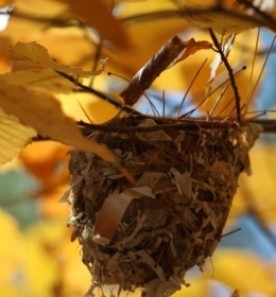 WITWIT_noplace_like_home.jpg thumbnail