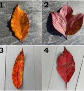 Leaf ID thumbnail