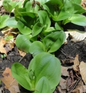 witwit_op.jpg thumbnail