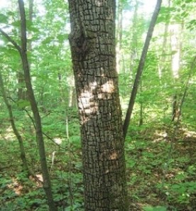 WITWIT_sept_2_web.jpg thumbnail