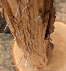 Weird wood mystery thumbnail