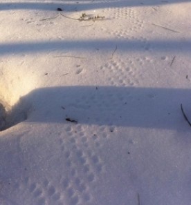 witwit_what_what.jpg thumbnail