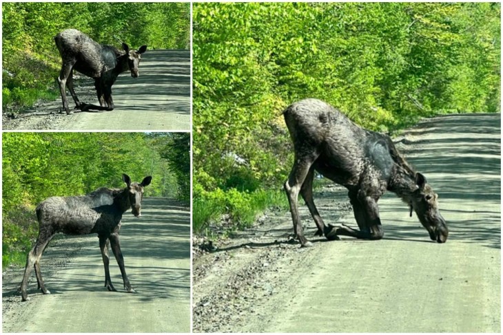 Moose Crossing Image