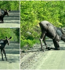 Moose Crossing thumbnail