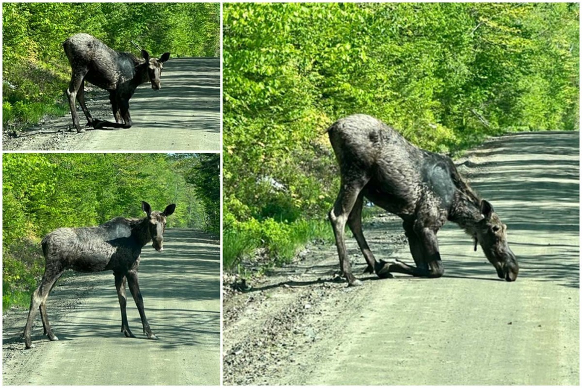 Moose Crossing thumbnail