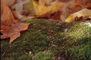 Extra Calcium Boosts Maple Health