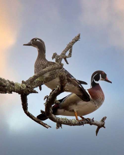 Wood ducks