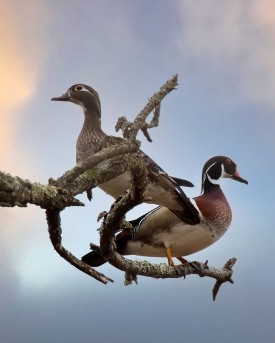 Wood Ducks Returning thumbnail