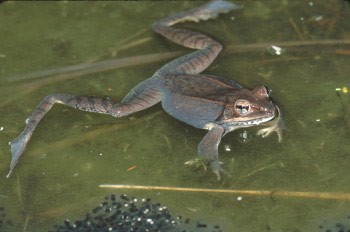 Risky Childhood Begets Long-Legged Frogs