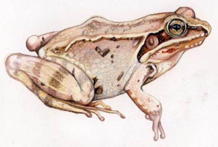 wood_frog_web-1.jpg