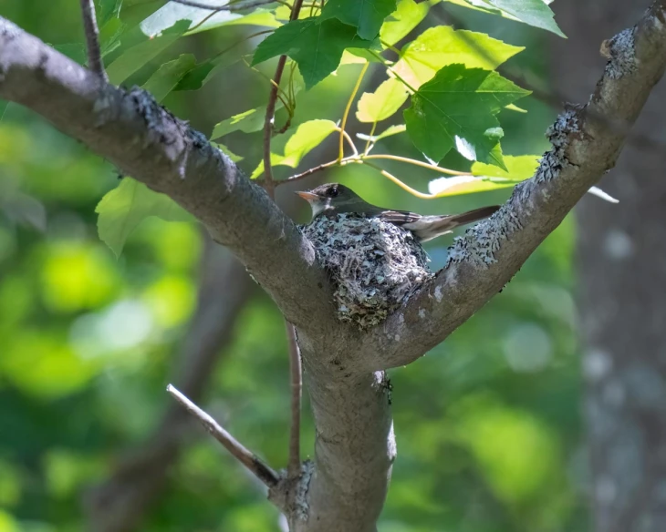 Wood Pewee