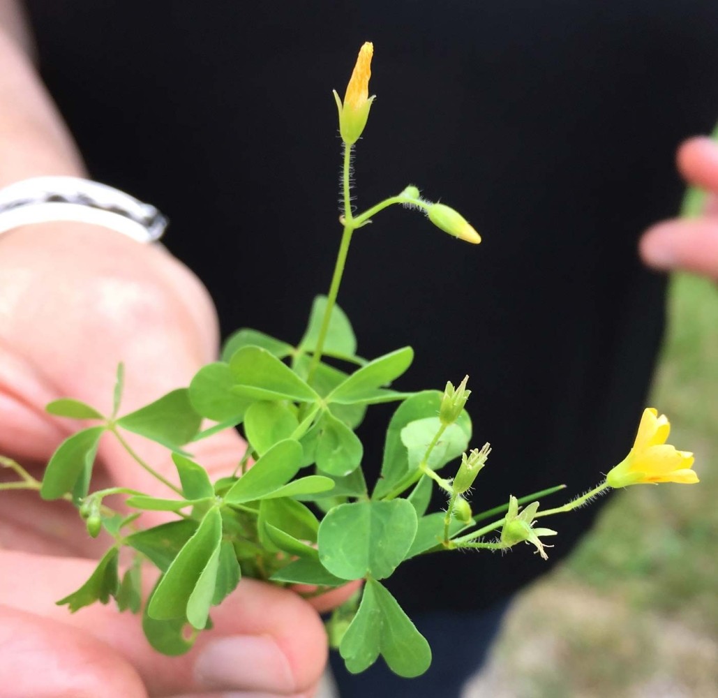 Wild Edibles Walk-About in Your Yard