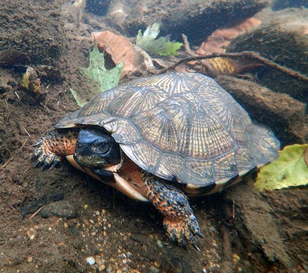 Saving the Wood Turtle