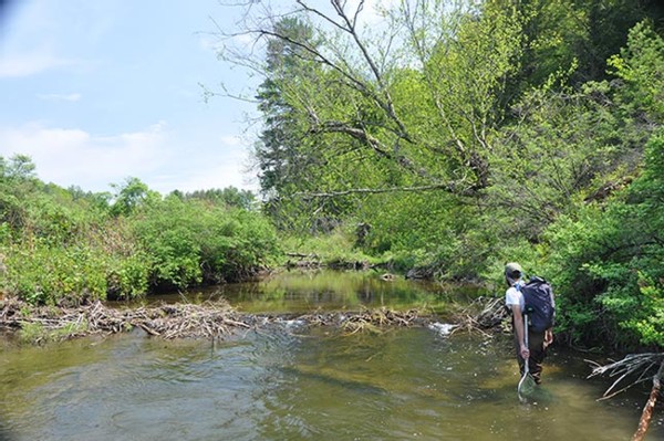 Saving the Wood Turtle