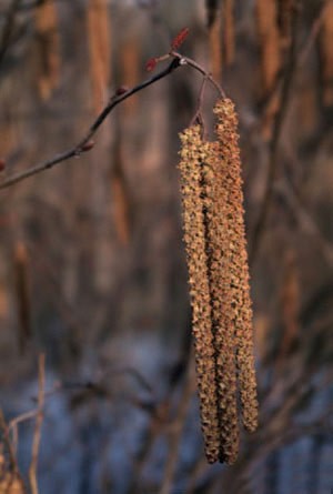 Why Are Some Trees Pollinated by Wind And Some by Insects? thumbnail