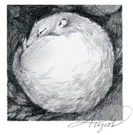 woodchuck_w.jpg thumbnail