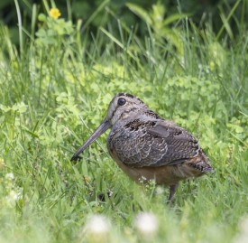 Woodcock in field thumbnail