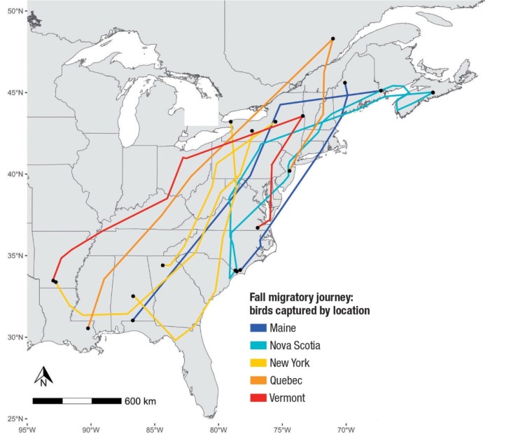 Woodcock migration map
