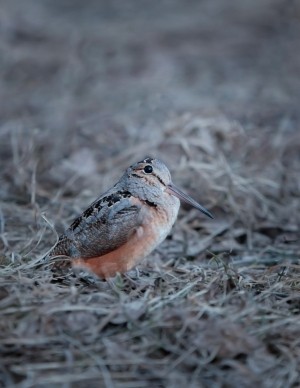 Woodcock Photoshoot thumbnail