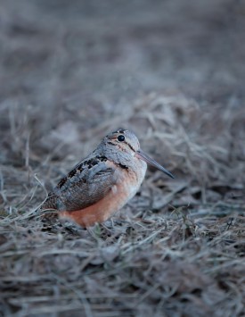 Woodcock Photoshoot thumbnail