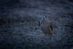 Woodcock_Photoshoot_4.jpg