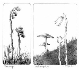 woodlandsparasiteplantpix.jpg thumbnail