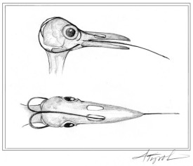 woodpeckerpix.jpg thumbnail