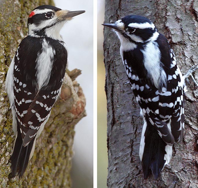 Birds in Focus: Drumroll, Please