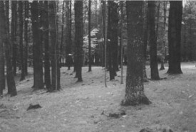 woods_whys_.jpg thumbnail