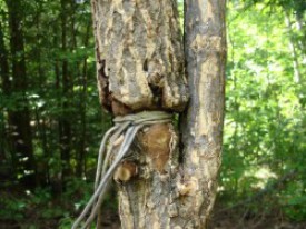 Woods_Whys_Ouch_016.jpg thumbnail