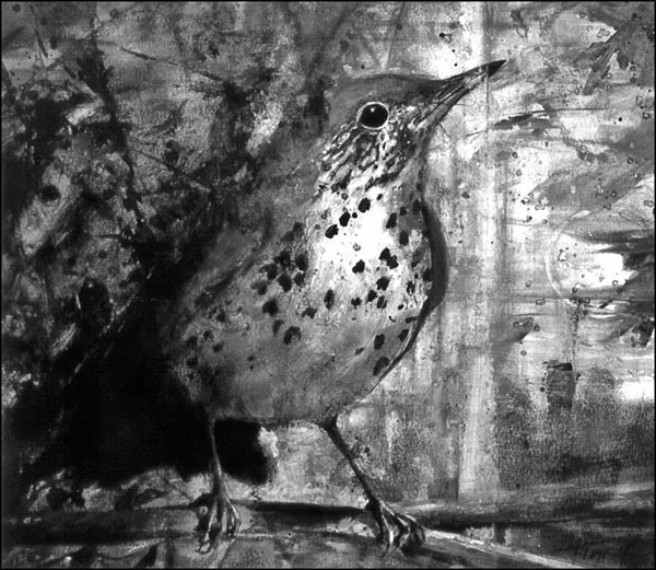 Wood Thrush Needs Help from Java Drinkers thumbnail