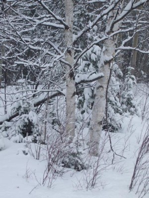 Do Tree Stems Freeze in Winter? thumbnail