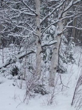 woodwise_birch_tree.jpg thumbnail
