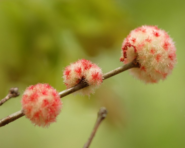Woolly sower gall