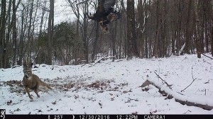 Perhaps the Best Game Camera Shot Ever Taken thumbnail