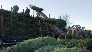 Christmas on the Farm: A How-to For Christmas Tree Growers thumbnail