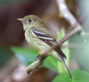 Birds in Focus: The Conservation of Experience thumbnail