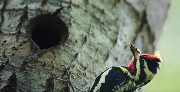 Food Before Fledging