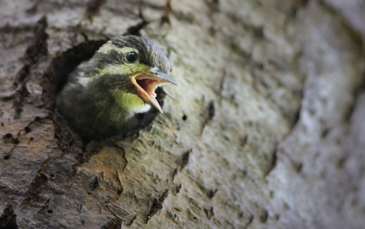 Food Before Fledging