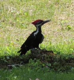 yvonne_stone_woodpecker_web.jpg